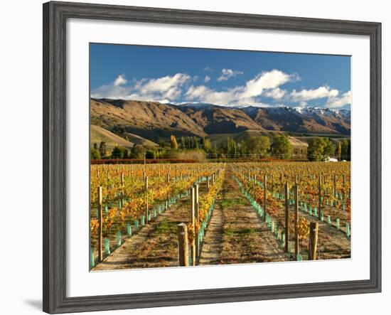 Vineyard and Pisa Range, Central Otago, South Island, New Zealand-David Wall-Framed Photographic Print