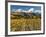 Vineyard and Pisa Range, Central Otago, South Island, New Zealand-David Wall-Framed Photographic Print