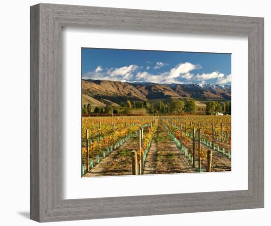 Vineyard and Pisa Range, Central Otago, South Island, New Zealand-David Wall-Framed Photographic Print
