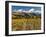 Vineyard and Pisa Range, Cromwell, Central Otago, South Island, New Zealand-David Wall-Framed Photographic Print