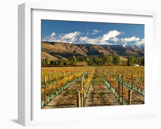 Vineyard and Pisa Range, Cromwell, Central Otago, South Island, New Zealand-David Wall-Framed Photographic Print