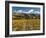 Vineyard and Pisa Range, Cromwell, Central Otago, South Island, New Zealand-David Wall-Framed Photographic Print