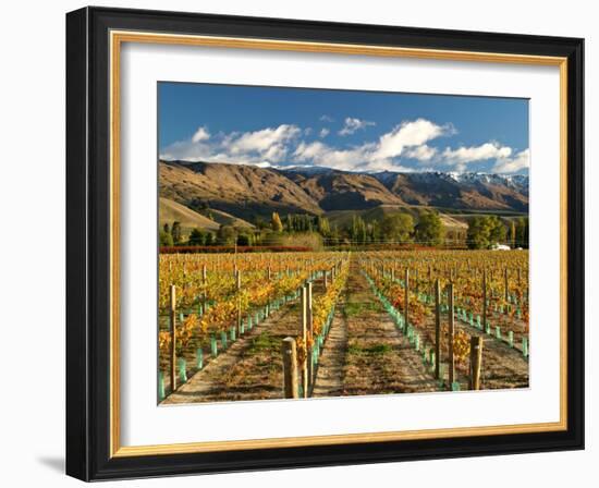 Vineyard and Pisa Range, Cromwell, Central Otago, South Island, New Zealand-David Wall-Framed Photographic Print