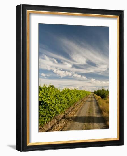Vineyard and Road, Walla Walla, Washington, USA-Richard Duval-Framed Photographic Print