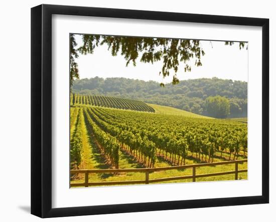 Vineyard and Valley with Forest, Chateau Carignan, Premieres Cotes De Bordeaux, France-Per Karlsson-Framed Photographic Print