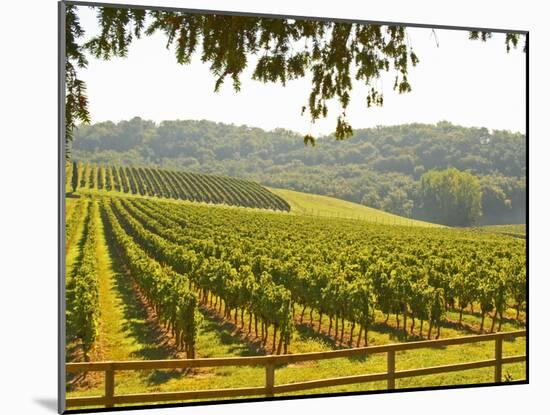 Vineyard and Valley with Forest, Chateau Carignan, Premieres Cotes De Bordeaux, France-Per Karlsson-Mounted Photographic Print