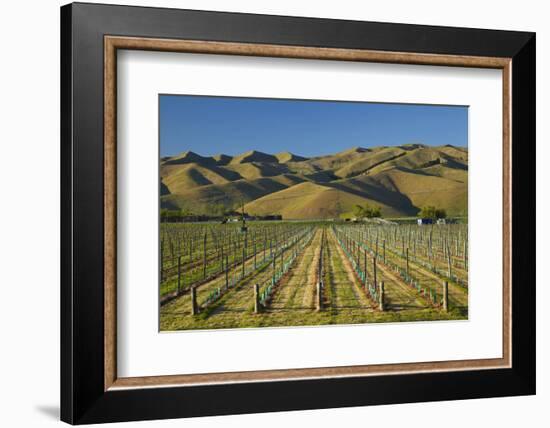Vineyard and Wither Hills, Near Blenheim, Marlborough, South Island, New Zealand-David Wall-Framed Photographic Print