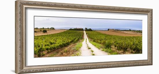 Vineyard at a Winery Near Noto, South East Sicily, Italy, Europe-Matthew Williams-Ellis-Framed Photographic Print
