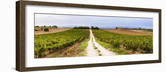 Vineyard at a Winery Near Noto, South East Sicily, Italy, Europe-Matthew Williams-Ellis-Framed Photographic Print