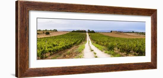 Vineyard at a Winery Near Noto, South East Sicily, Italy, Europe-Matthew Williams-Ellis-Framed Photographic Print