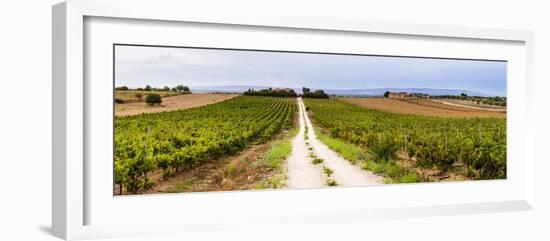 Vineyard at a Winery Near Noto, South East Sicily, Italy, Europe-Matthew Williams-Ellis-Framed Photographic Print