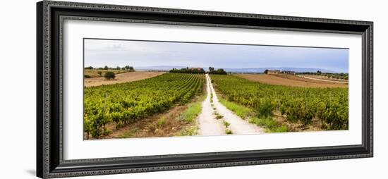 Vineyard at a Winery Near Noto, South East Sicily, Italy, Europe-Matthew Williams-Ellis-Framed Photographic Print