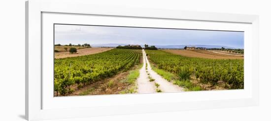 Vineyard at a Winery Near Noto, South East Sicily, Italy, Europe-Matthew Williams-Ellis-Framed Photographic Print