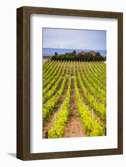 Vineyard at a Winery Near Noto, South East Sicily, Italy, Europe-Matthew Williams-Ellis-Framed Photographic Print