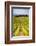 Vineyard at a Winery Near Noto, South East Sicily, Italy, Europe-Matthew Williams-Ellis-Framed Photographic Print