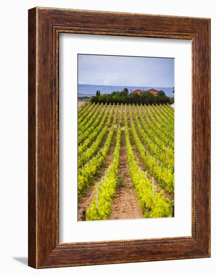 Vineyard at a Winery Near Noto, South East Sicily, Italy, Europe-Matthew Williams-Ellis-Framed Photographic Print