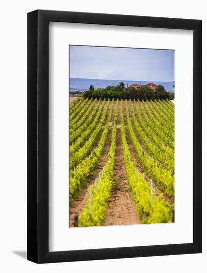 Vineyard at a Winery Near Noto, South East Sicily, Italy, Europe-Matthew Williams-Ellis-Framed Photographic Print