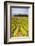 Vineyard at a Winery Near Noto, South East Sicily, Italy, Europe-Matthew Williams-Ellis-Framed Photographic Print