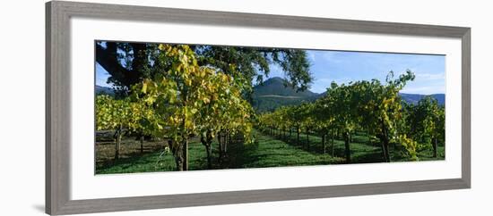 Vineyard at Chateau St. Jean Winery, Kenwood, Sonoma County, California, USA-null-Framed Photographic Print