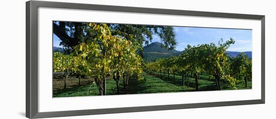 Vineyard at Chateau St. Jean Winery, Kenwood, Sonoma County, California, USA-null-Framed Photographic Print