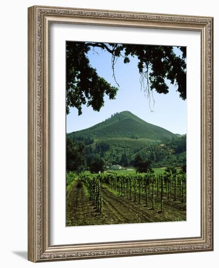 Vineyard at Chateau St. Jean Winery, Kenwood, Sonoma County, California, USA-null-Framed Photographic Print