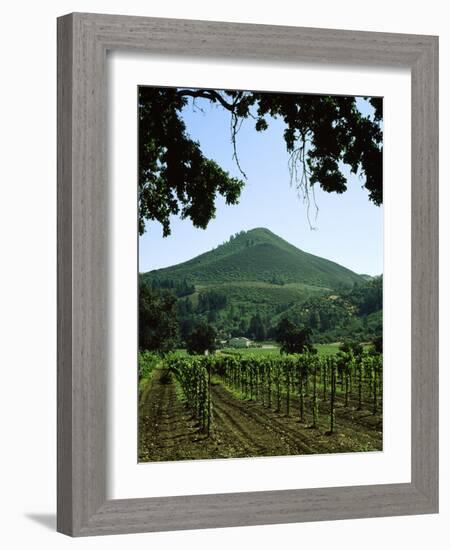 Vineyard at Chateau St. Jean Winery, Kenwood, Sonoma County, California, USA-null-Framed Photographic Print