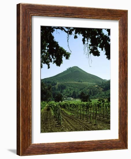 Vineyard at Chateau St. Jean Winery, Kenwood, Sonoma County, California, USA-null-Framed Photographic Print