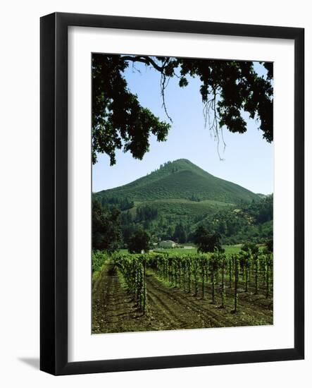 Vineyard at Chateau St. Jean Winery, Kenwood, Sonoma County, California, USA-null-Framed Photographic Print