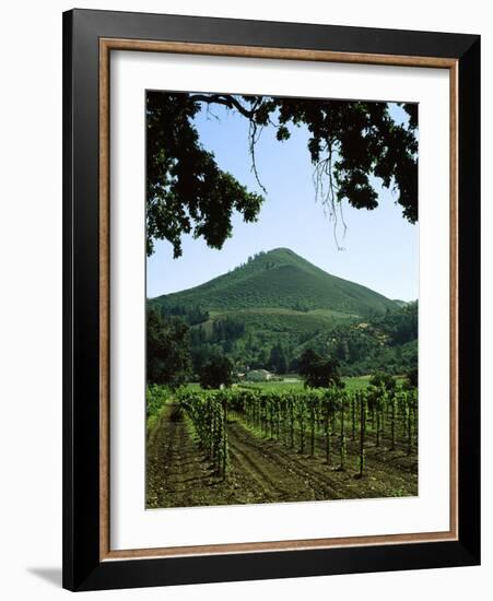 Vineyard at Chateau St. Jean Winery, Kenwood, Sonoma County, California, USA-null-Framed Photographic Print