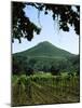 Vineyard at Chateau St. Jean Winery, Kenwood, Sonoma County, California, USA-null-Mounted Photographic Print