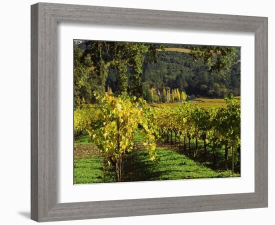 Vineyard at Chateau St. Jean Winery, Kenwood, Sonoma County, California, USA-null-Framed Photographic Print