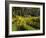 Vineyard at Chateau St. Jean Winery, Kenwood, Sonoma County, California, USA-null-Framed Photographic Print