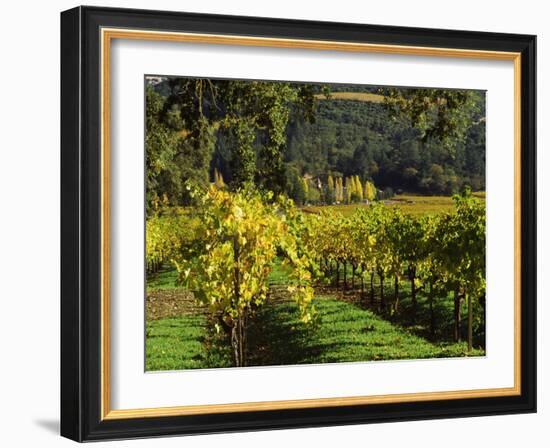 Vineyard at Chateau St. Jean Winery, Kenwood, Sonoma County, California, USA-null-Framed Photographic Print