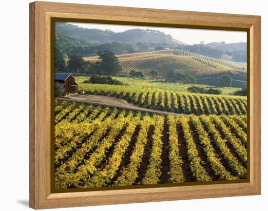 Vineyard at Domaine Carneros Winery, Sonoma Valley, California, USA-null-Framed Premier Image Canvas