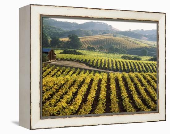 Vineyard at Domaine Carneros Winery, Sonoma Valley, California, USA-null-Framed Premier Image Canvas