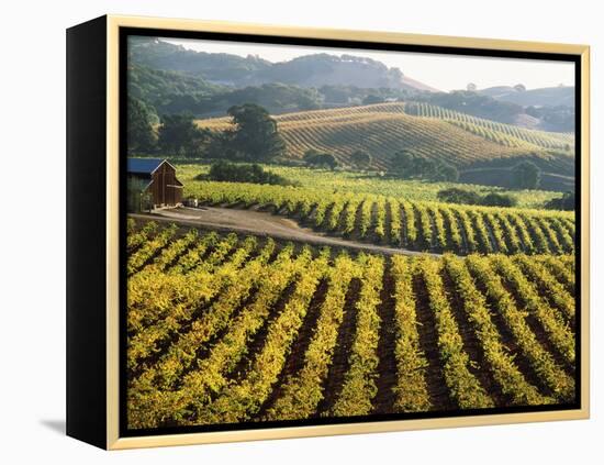 Vineyard at Domaine Carneros Winery, Sonoma Valley, California, USA-null-Framed Premier Image Canvas