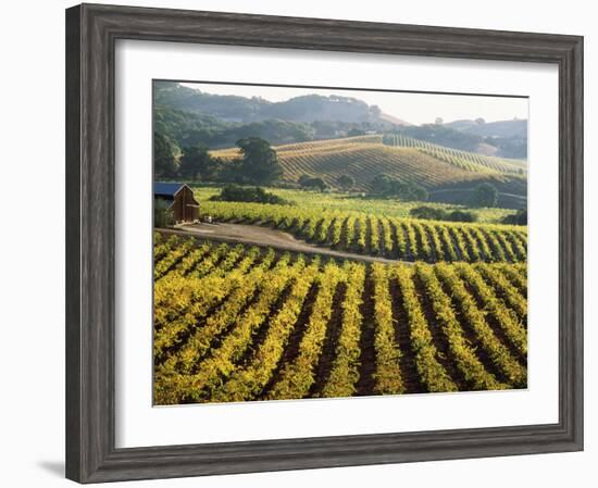 Vineyard at Domaine Carneros Winery, Sonoma Valley, California, USA--Framed Photographic Print