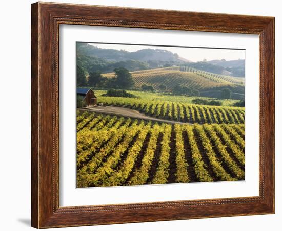 Vineyard at Domaine Carneros Winery, Sonoma Valley, California, USA-null-Framed Photographic Print