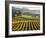 Vineyard at Domaine Carneros Winery, Sonoma Valley, California, USA-null-Framed Photographic Print