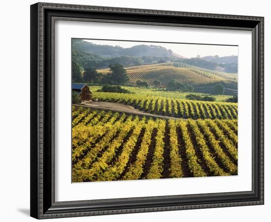 Vineyard at Domaine Carneros Winery, Sonoma Valley, California, USA-null-Framed Photographic Print