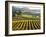 Vineyard at Domaine Carneros Winery, Sonoma Valley, California, USA-null-Framed Photographic Print