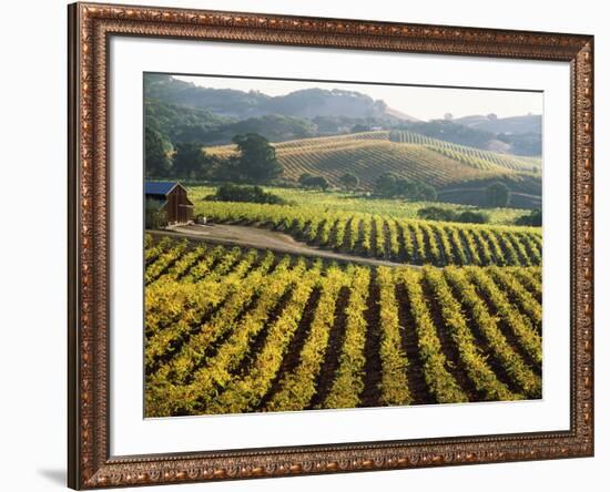 Vineyard at Domaine Carneros Winery, Sonoma Valley, California, USA-null-Framed Photographic Print