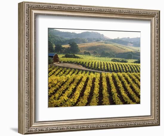 Vineyard at Domaine Carneros Winery, Sonoma Valley, California, USA-null-Framed Photographic Print