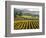 Vineyard at Domaine Carneros Winery, Sonoma Valley, California, USA-null-Framed Photographic Print