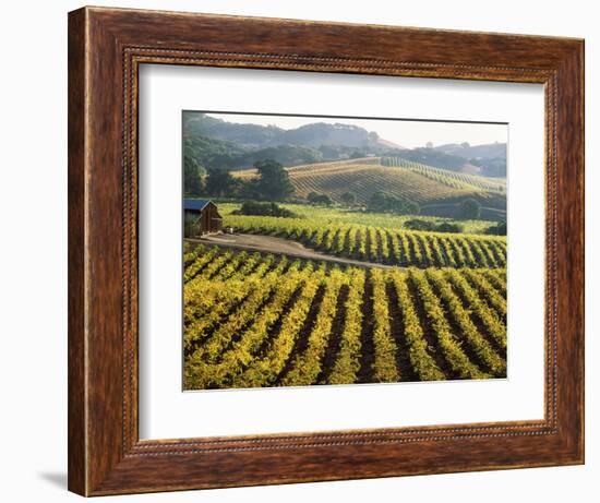 Vineyard at Domaine Carneros Winery, Sonoma Valley, California, USA--Framed Photographic Print