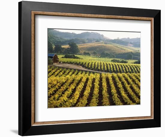 Vineyard at Domaine Carneros Winery, Sonoma Valley, California, USA-null-Framed Photographic Print