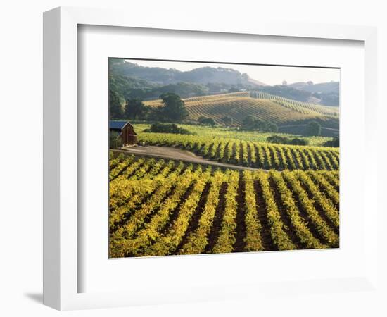 Vineyard at Domaine Carneros Winery, Sonoma Valley, California, USA-null-Framed Photographic Print