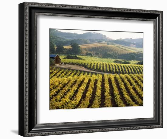 Vineyard at Domaine Carneros Winery, Sonoma Valley, California, USA--Framed Photographic Print