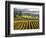 Vineyard at Domaine Carneros Winery, Sonoma Valley, California, USA-null-Framed Photographic Print