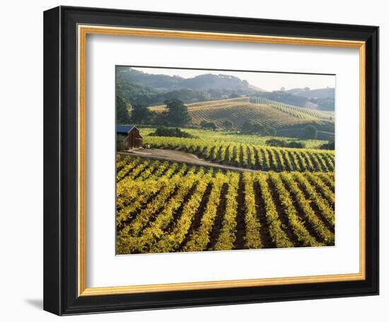 Vineyard at Domaine Carneros Winery, Sonoma Valley, California, USA--Framed Photographic Print